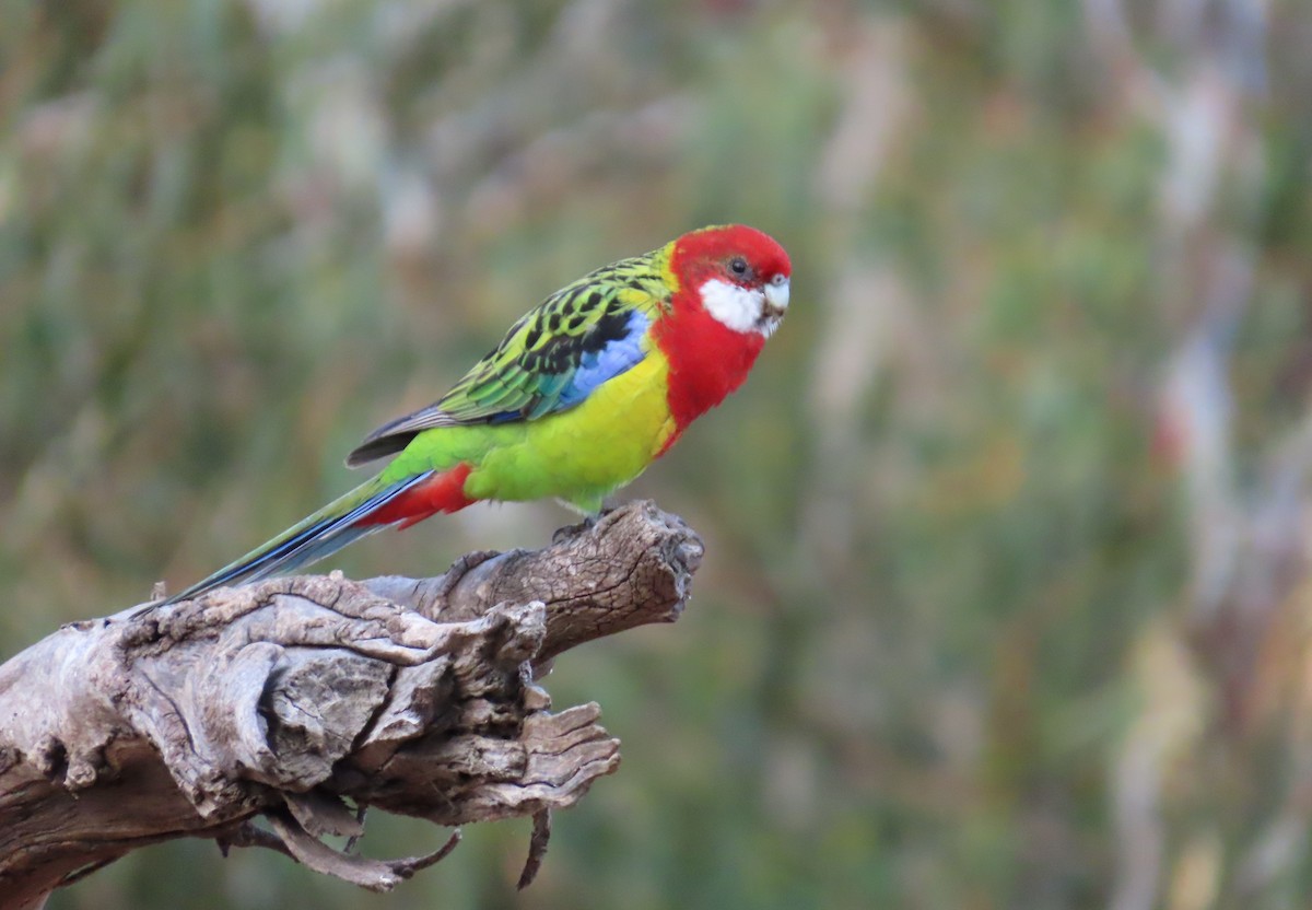 Eastern Rosella - ML634517778