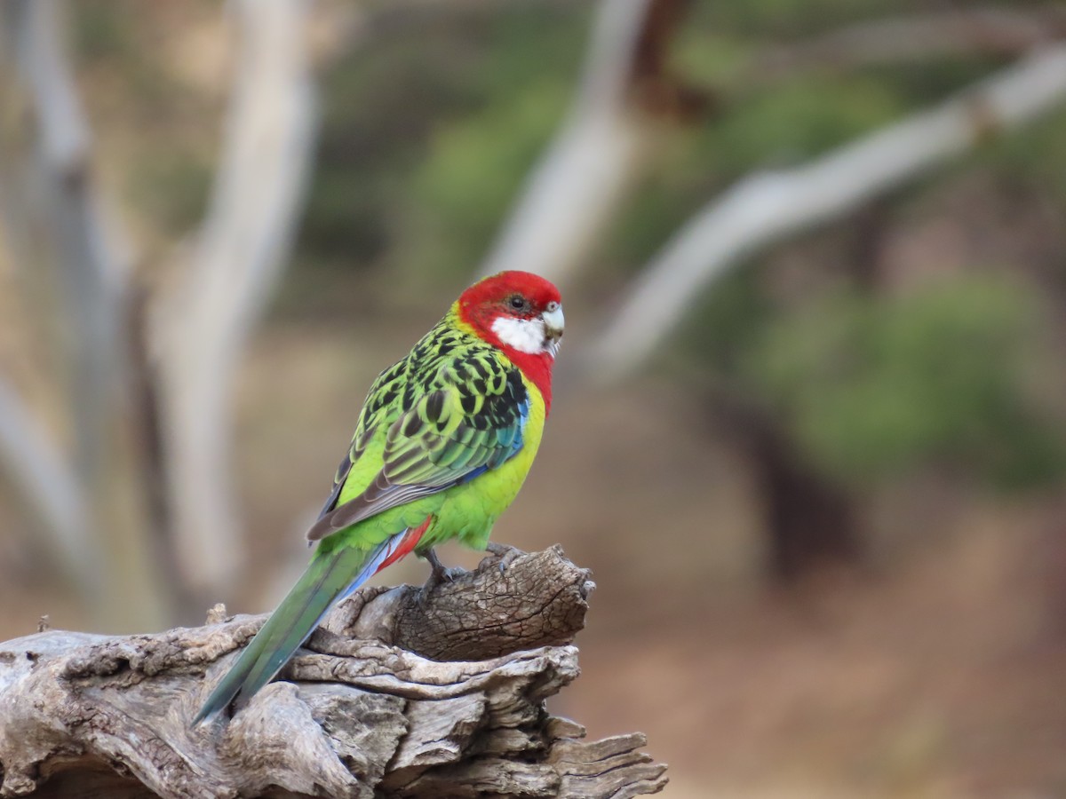 Eastern Rosella - ML634517779
