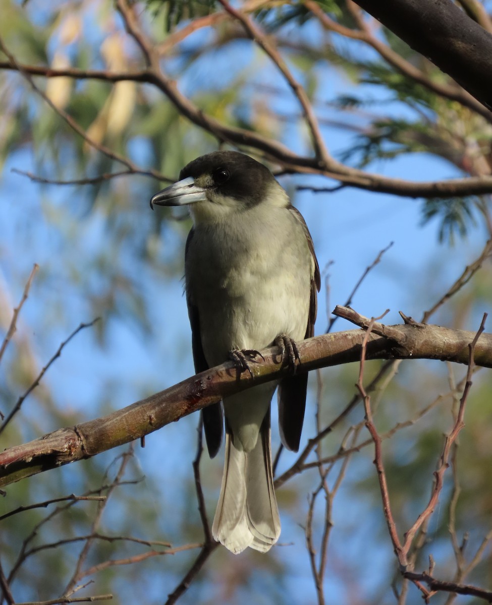 Gray Butcherbird - ML634517798