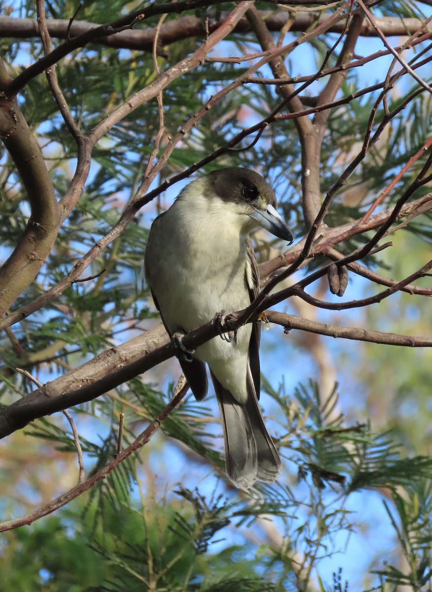 Gray Butcherbird - ML634517799