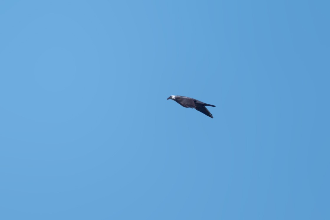 Andaman Wood-Pigeon - ML634517884