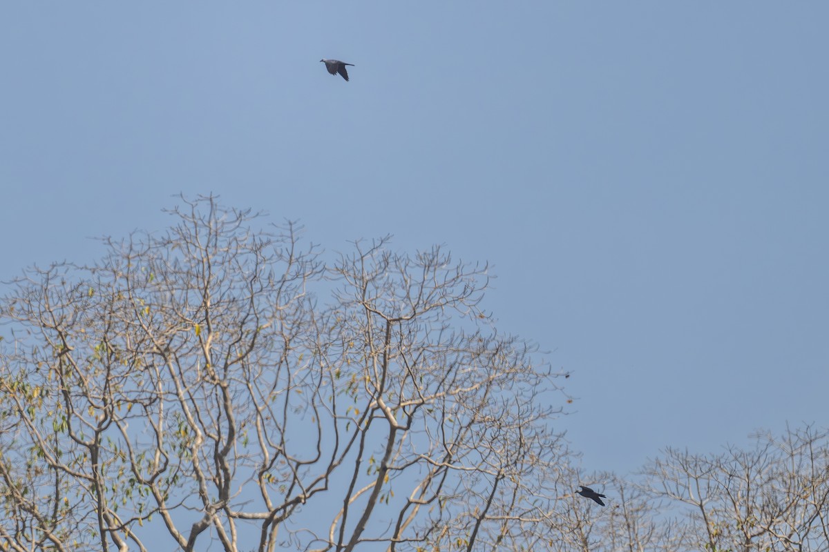 Andaman Wood-Pigeon - ML634517885