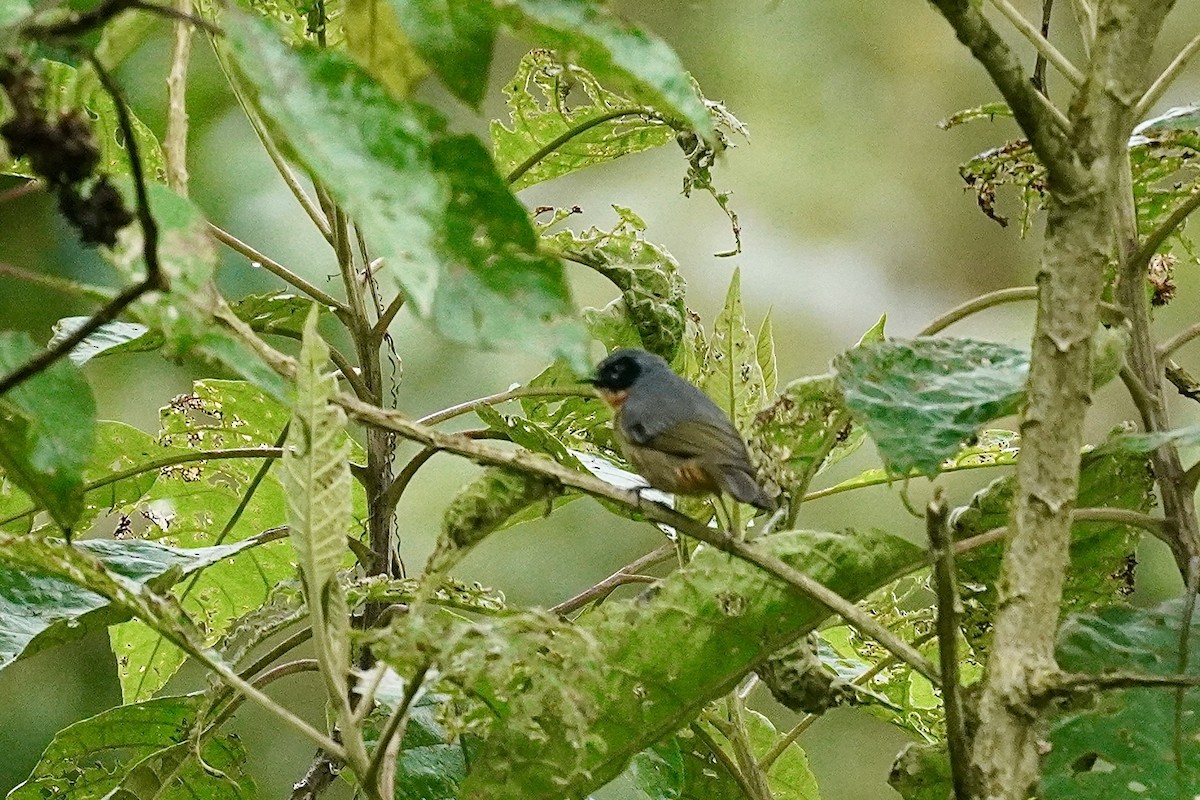 Tangara barbouillé - ML634517943