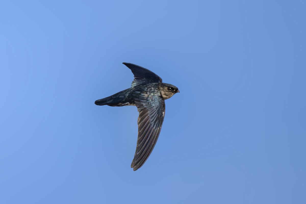 Plume-toed Swiftlet - ML634517949