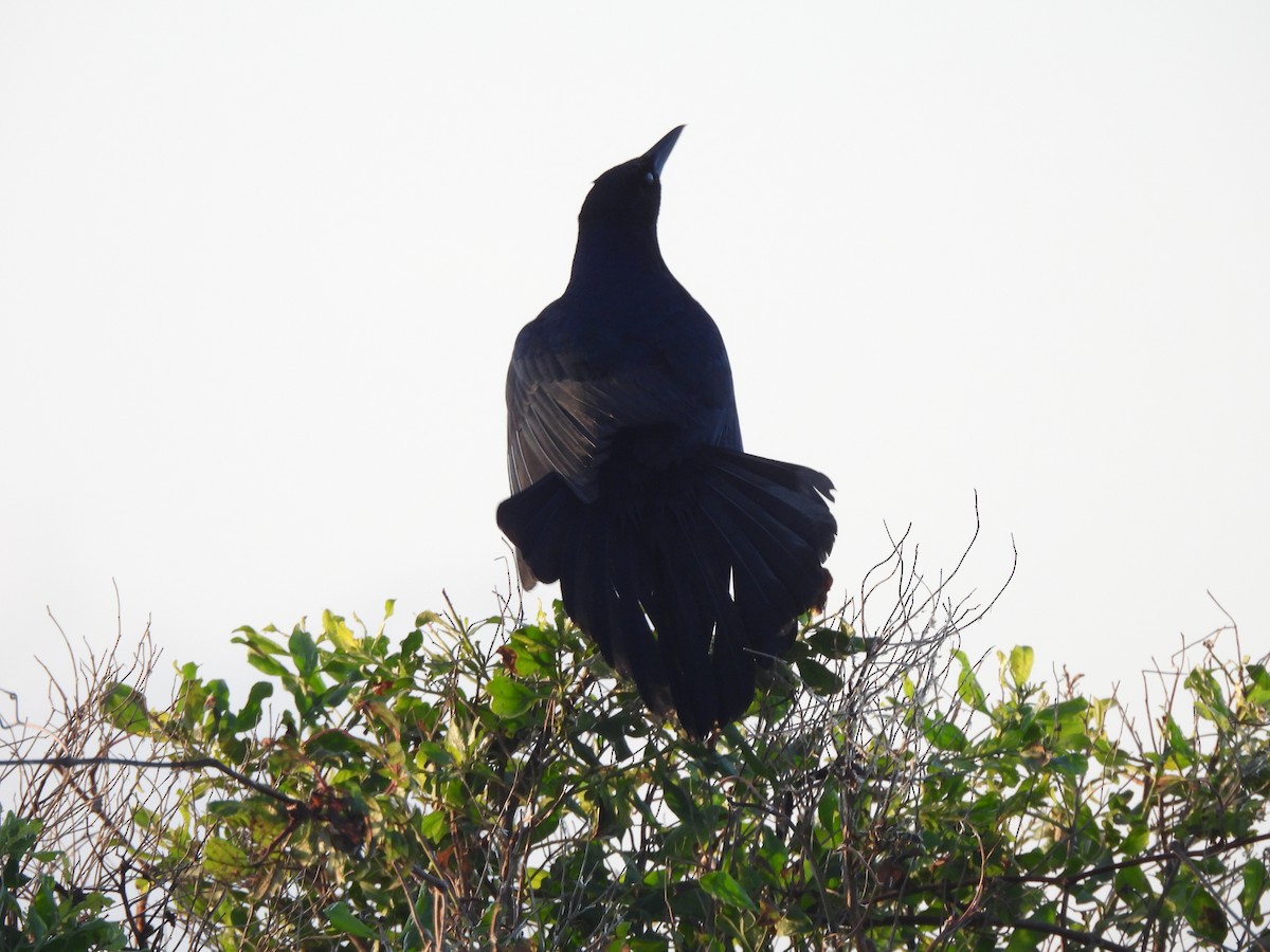 Boat-tailed Grackle - ML634518225