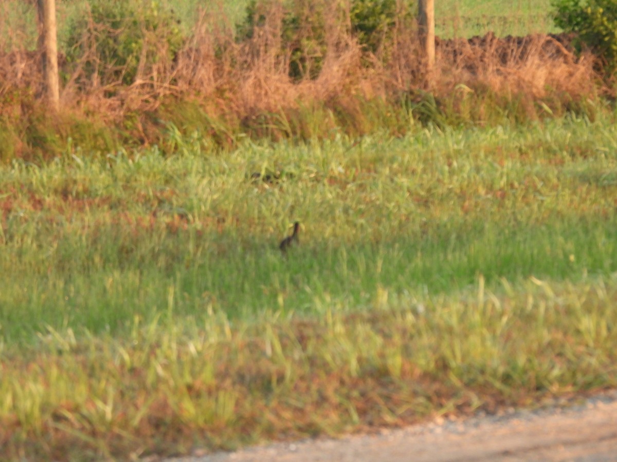 King Rail - ML634518233