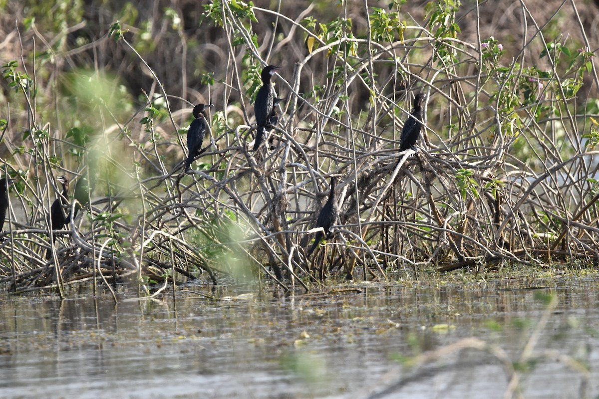 Little Cormorant - ML634518259