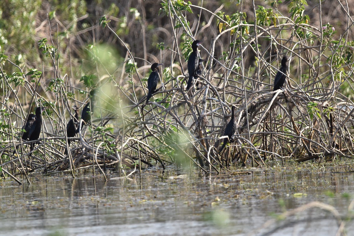 Little Cormorant - ML634518261