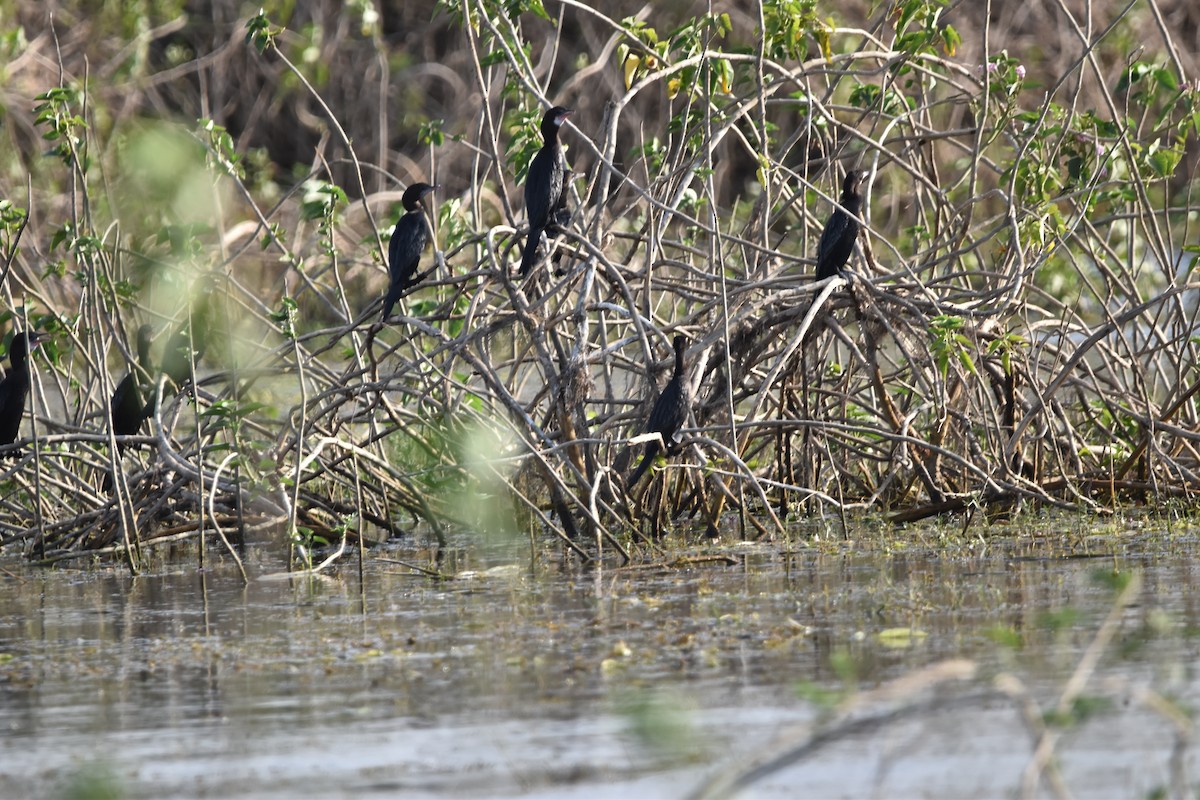 Little Cormorant - ML634518262