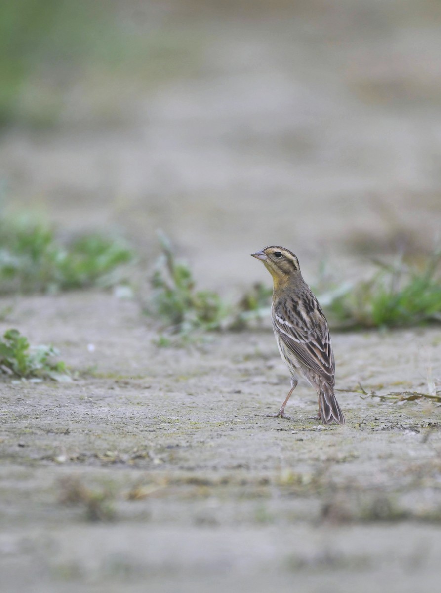 Yellow-breasted Bunting - ML634518265