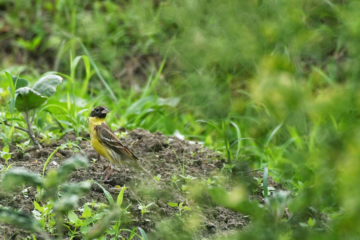 Yellow-breasted Bunting - ML634518266