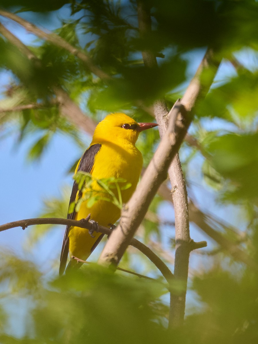 Eurasian Golden Oriole - ML634518270