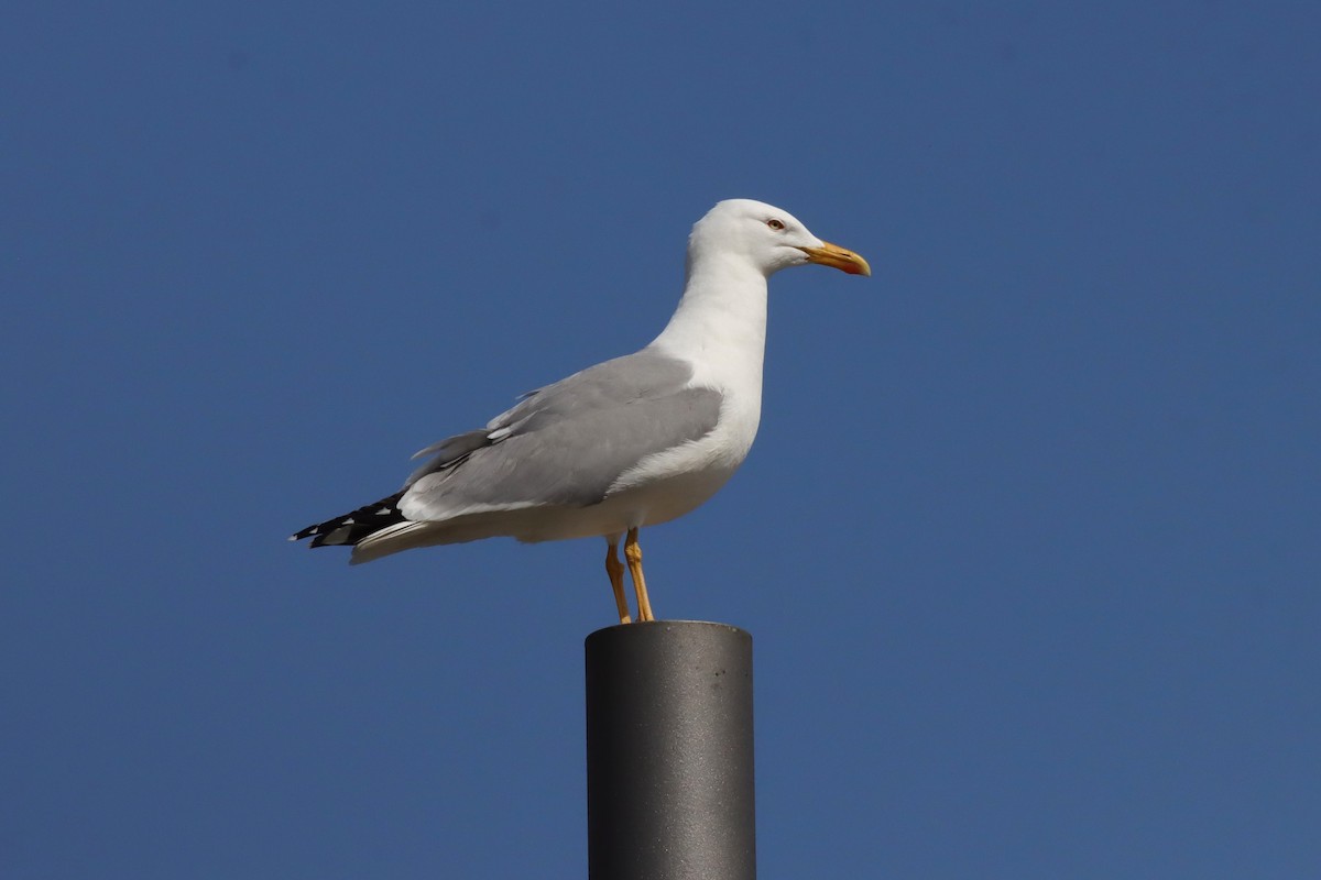 Yellow-legged Gull - ML634518271