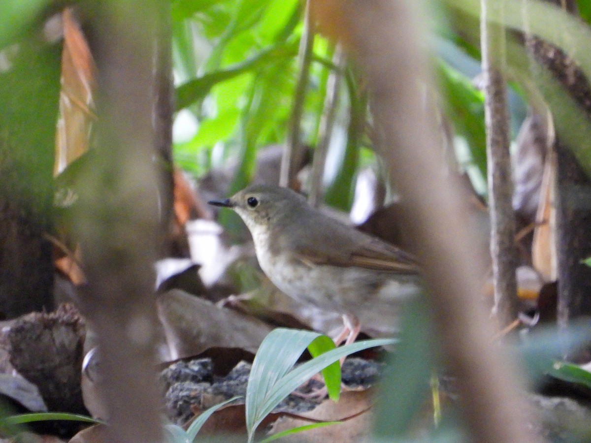 Siberian Blue Robin - ML634518273