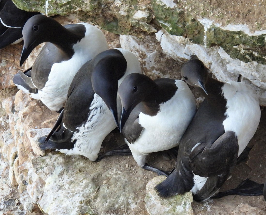 Common Murre - ML634518274