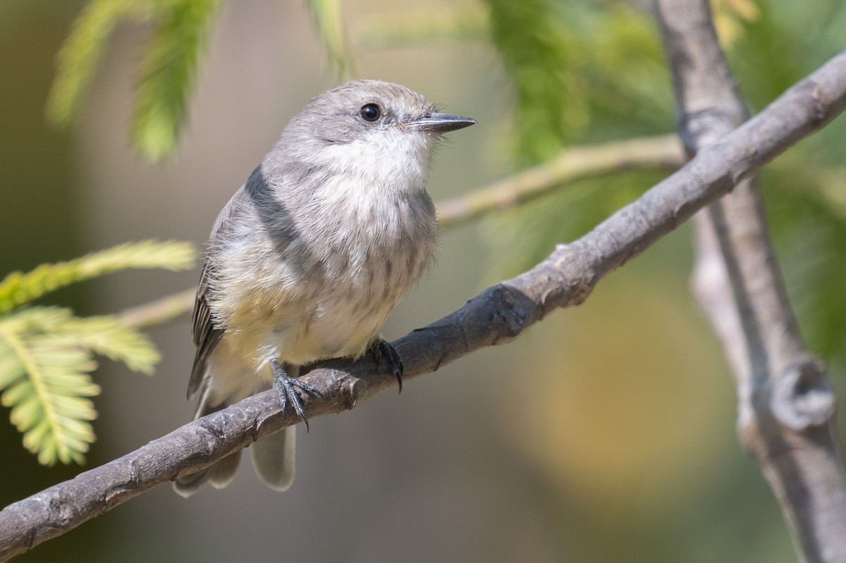 Vermilion Flycatcher - ML634518279