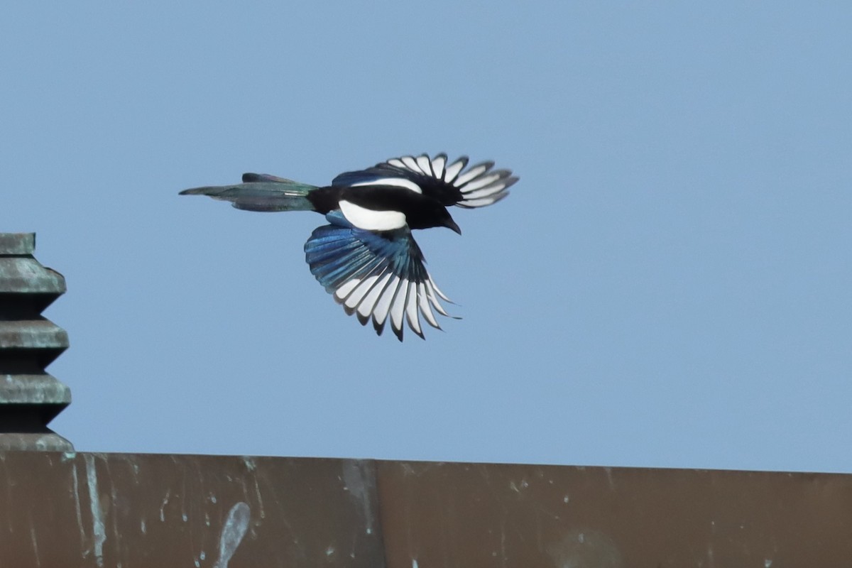 Eurasian Magpie - ML634518280