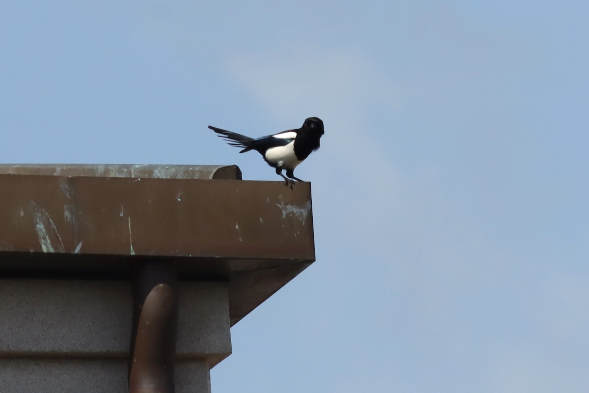 Eurasian Magpie - ML634518281