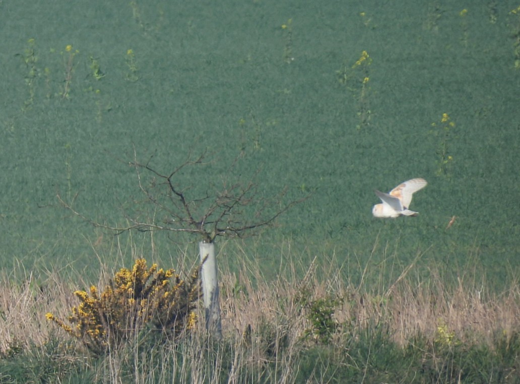 Western Barn Owl (Eurasian) - ML634518282