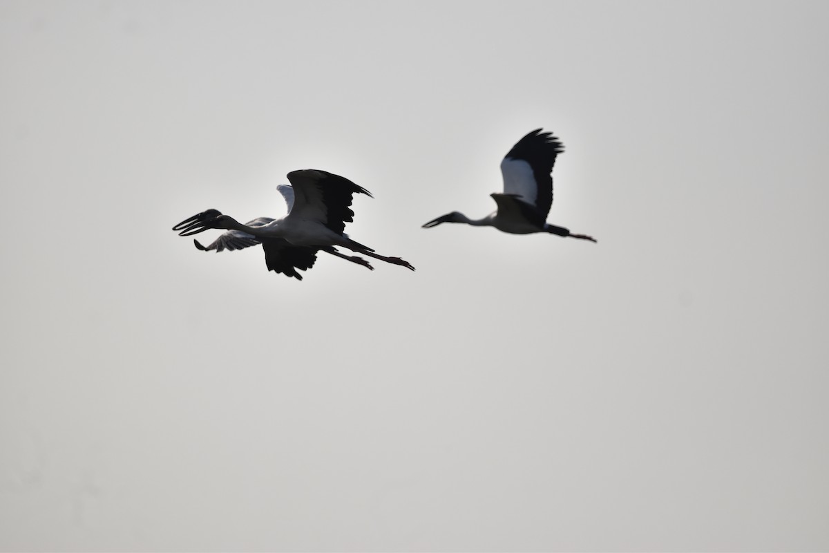 Asian Openbill - ML634518284