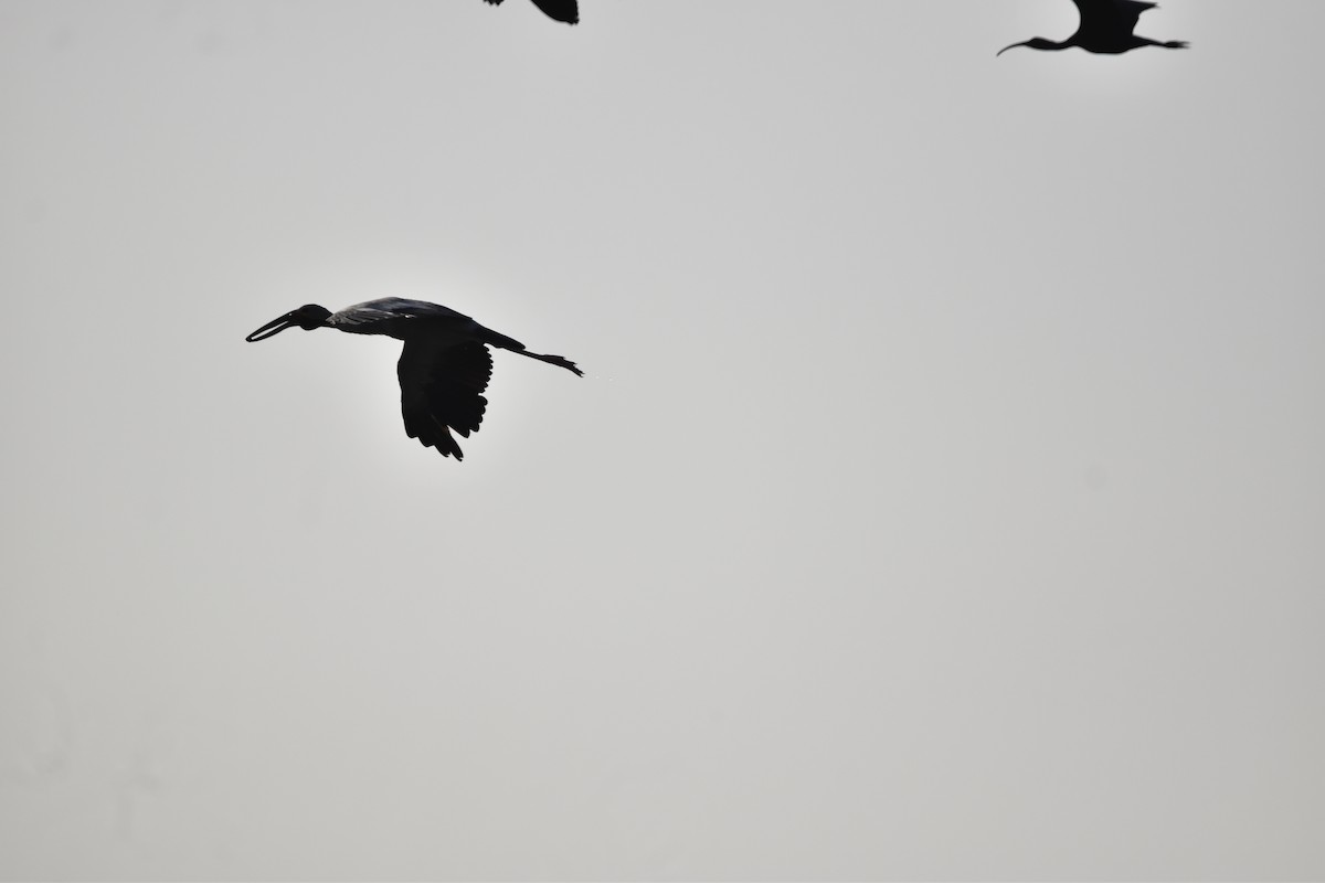 Asian Openbill - ML634518285