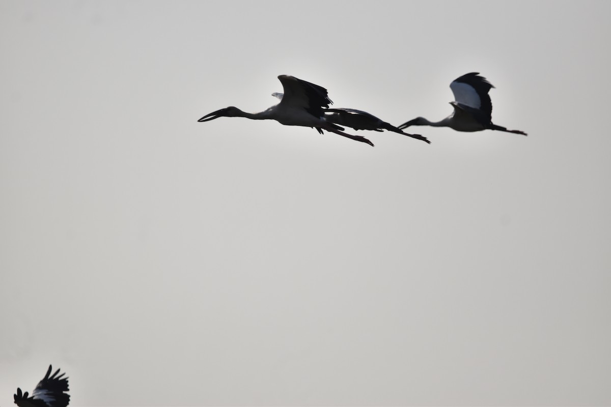 Asian Openbill - ML634518286