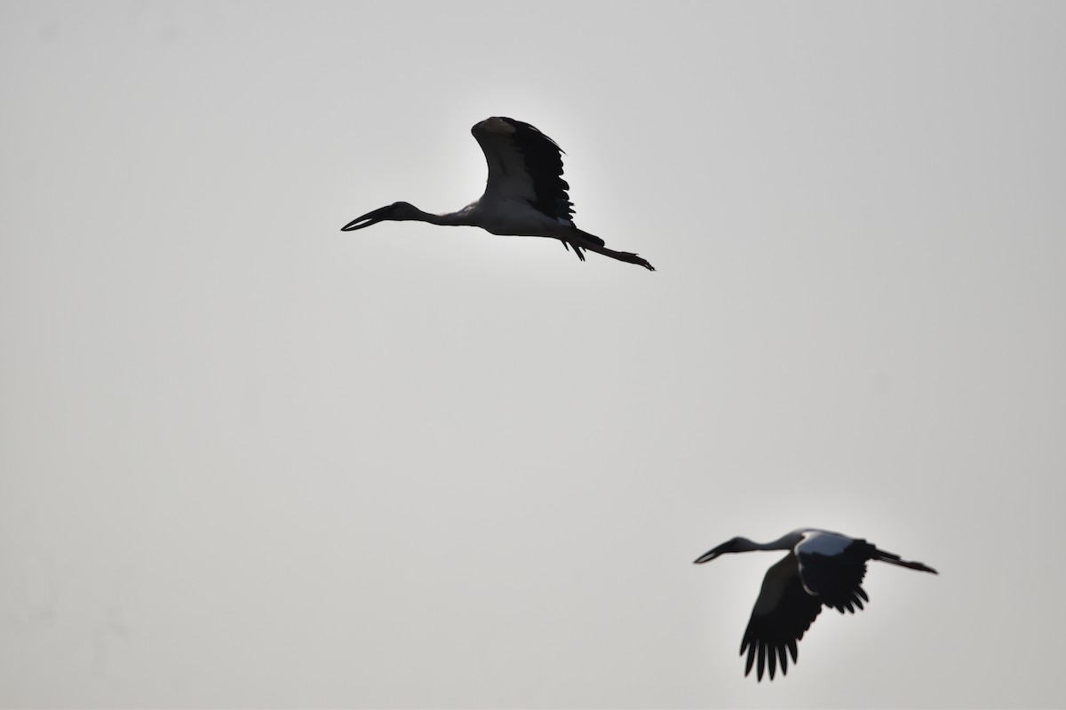 Asian Openbill - ML634518287