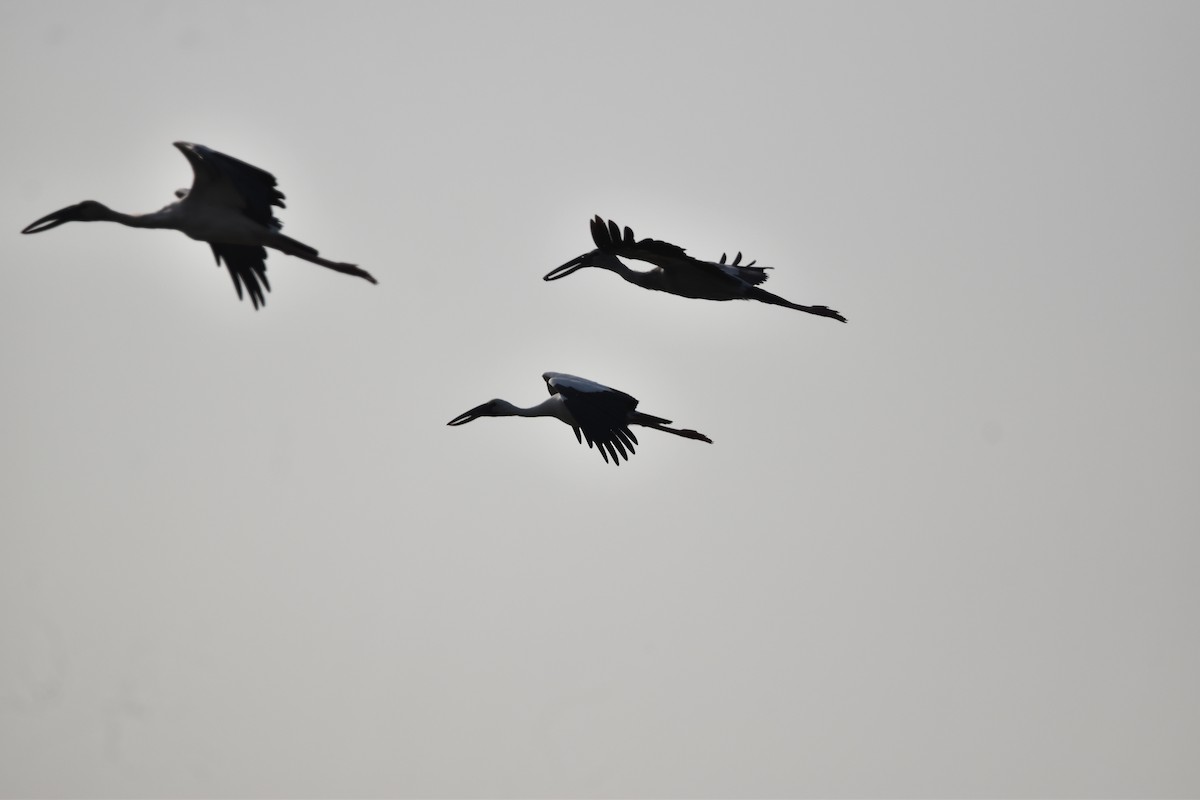 Asian Openbill - ML634518288