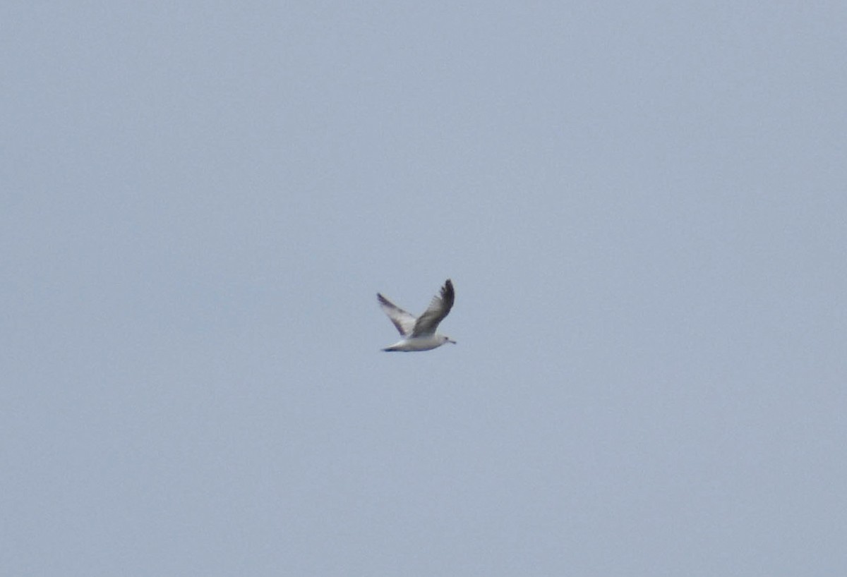 Ring-billed Gull - ML634518289