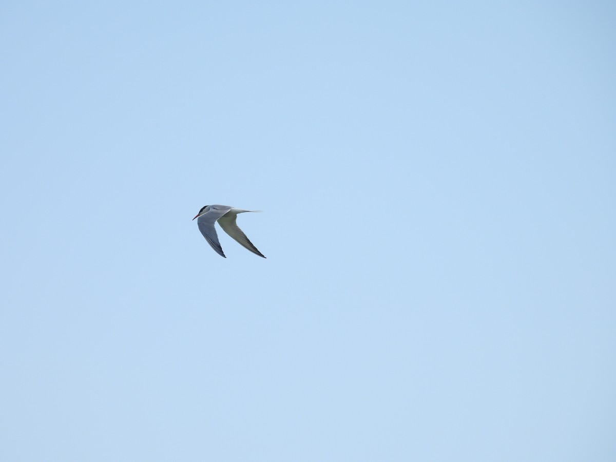 Common Tern - ML634518290