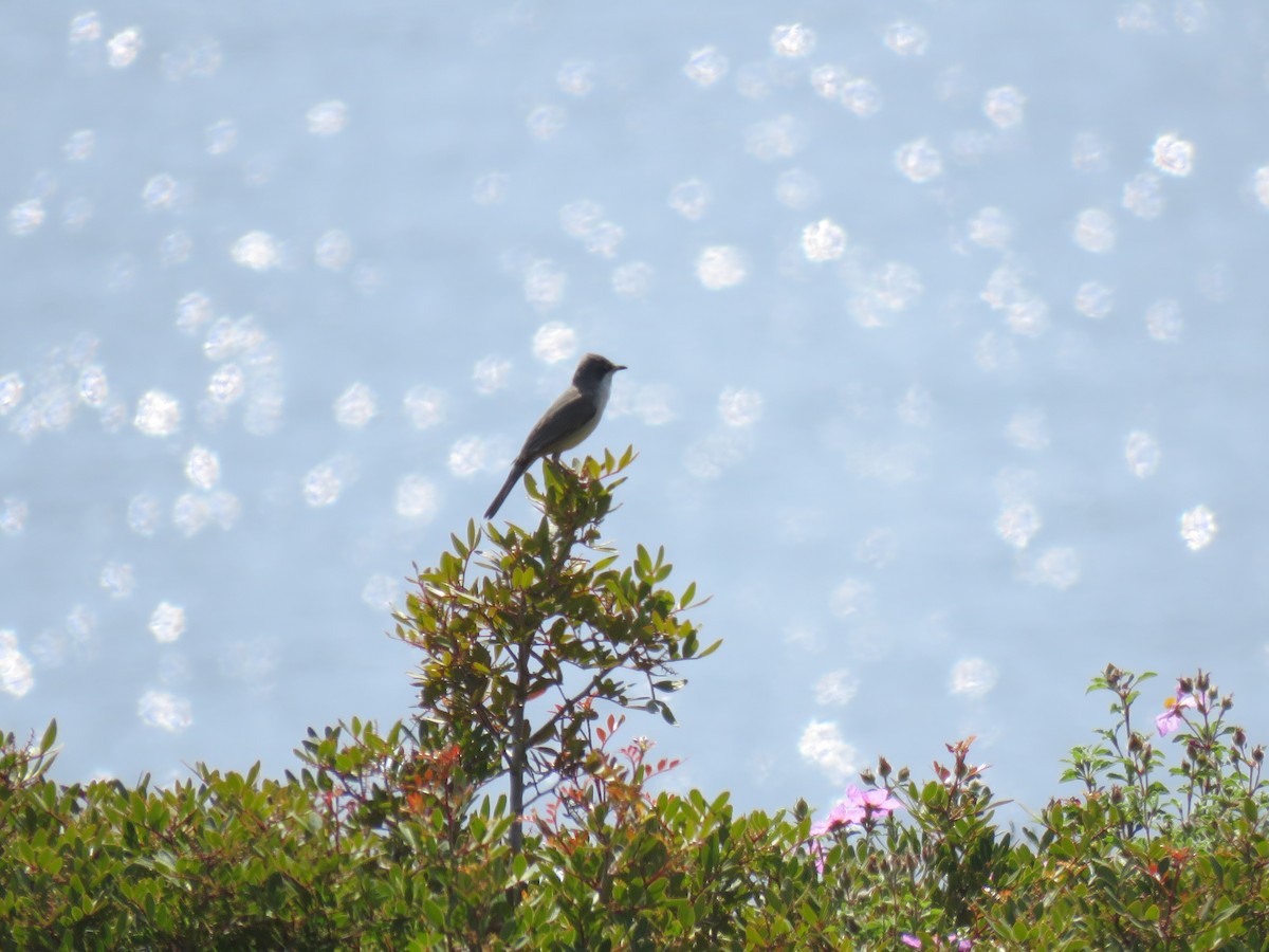 Eastern Orphean Warbler - ML634518291