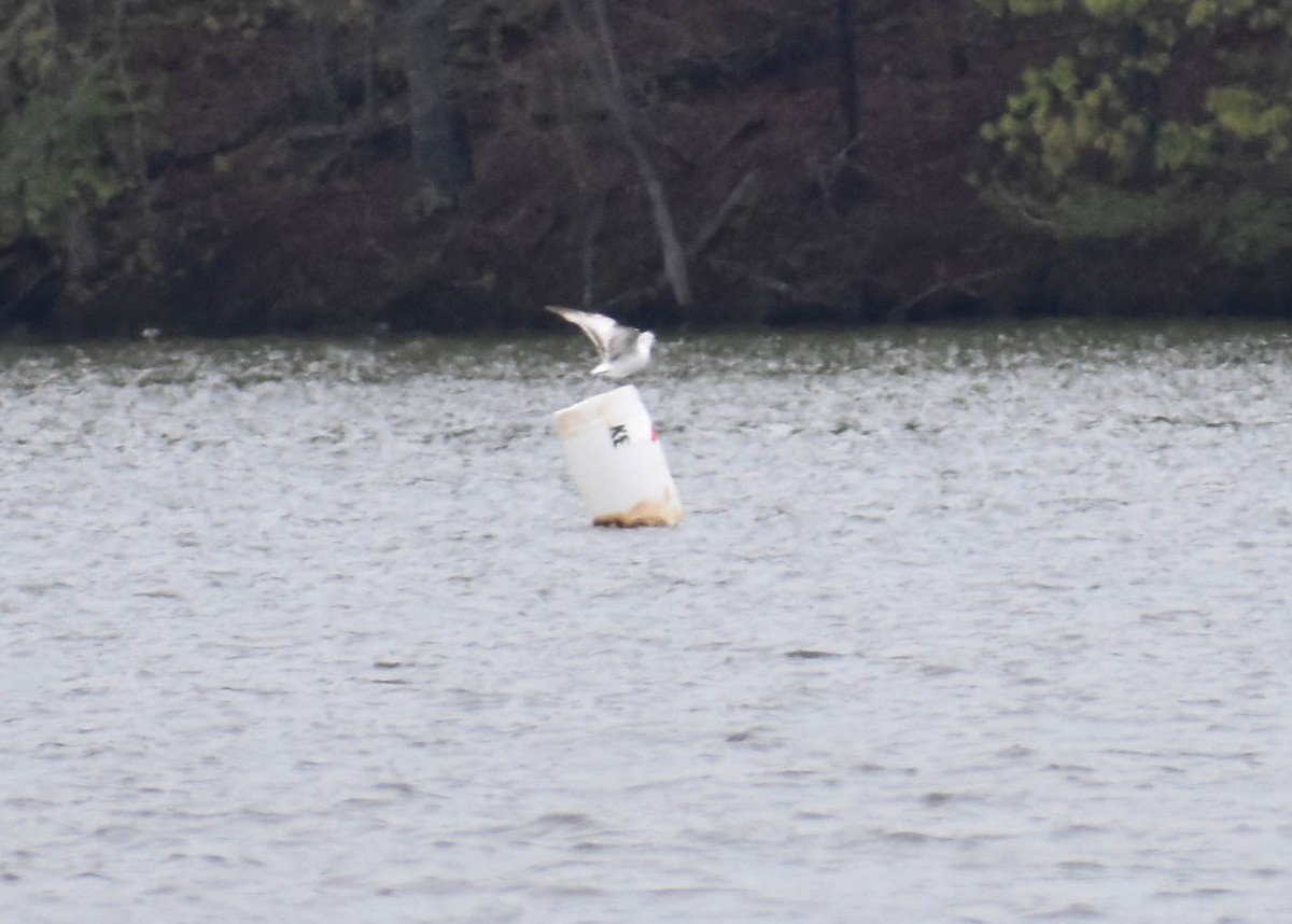 Ring-billed Gull - ML634518292