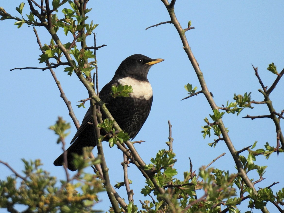 Ring Ouzel - ML634518293