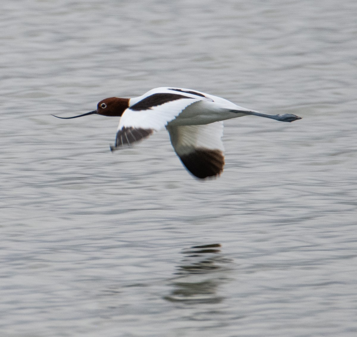Red-necked Avocet - ML634518300