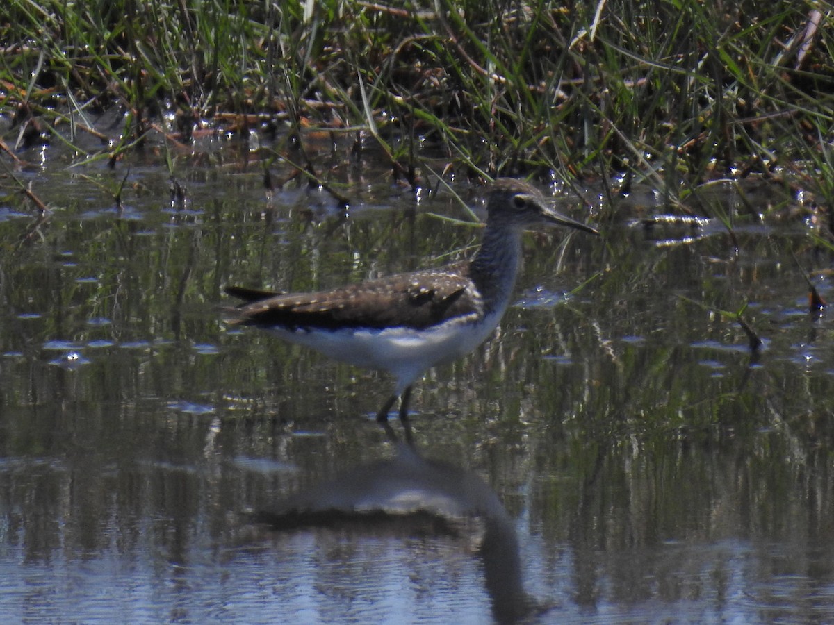 Solitary Sandpiper - ML634518348