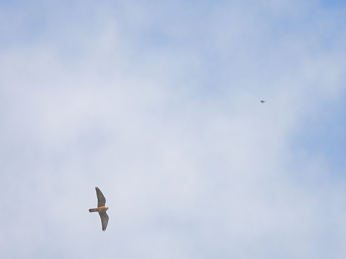 Red-footed Falcon - ML634518367