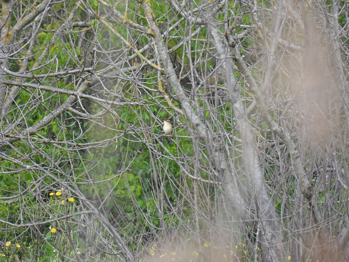 Sedge Warbler - ML634518381