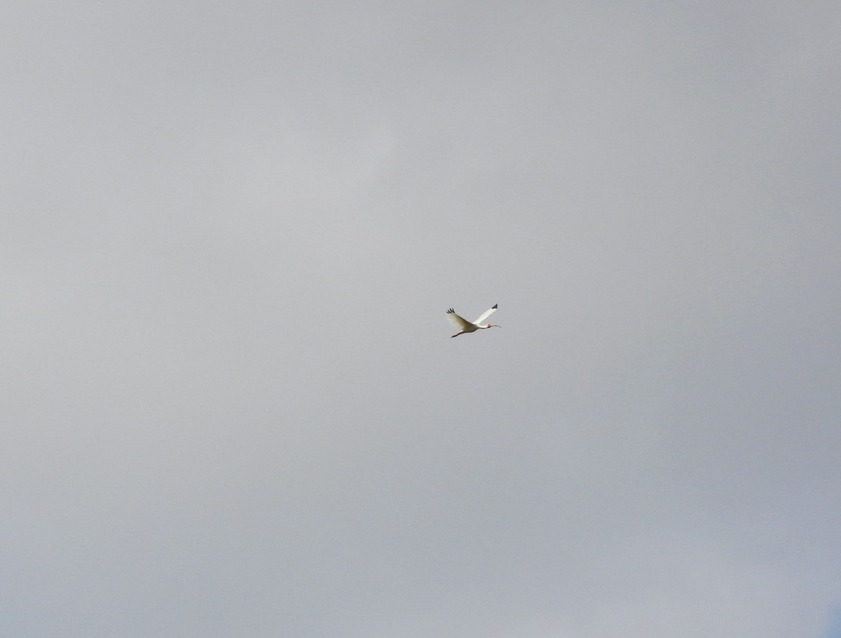 ibis bílý - ML634518387