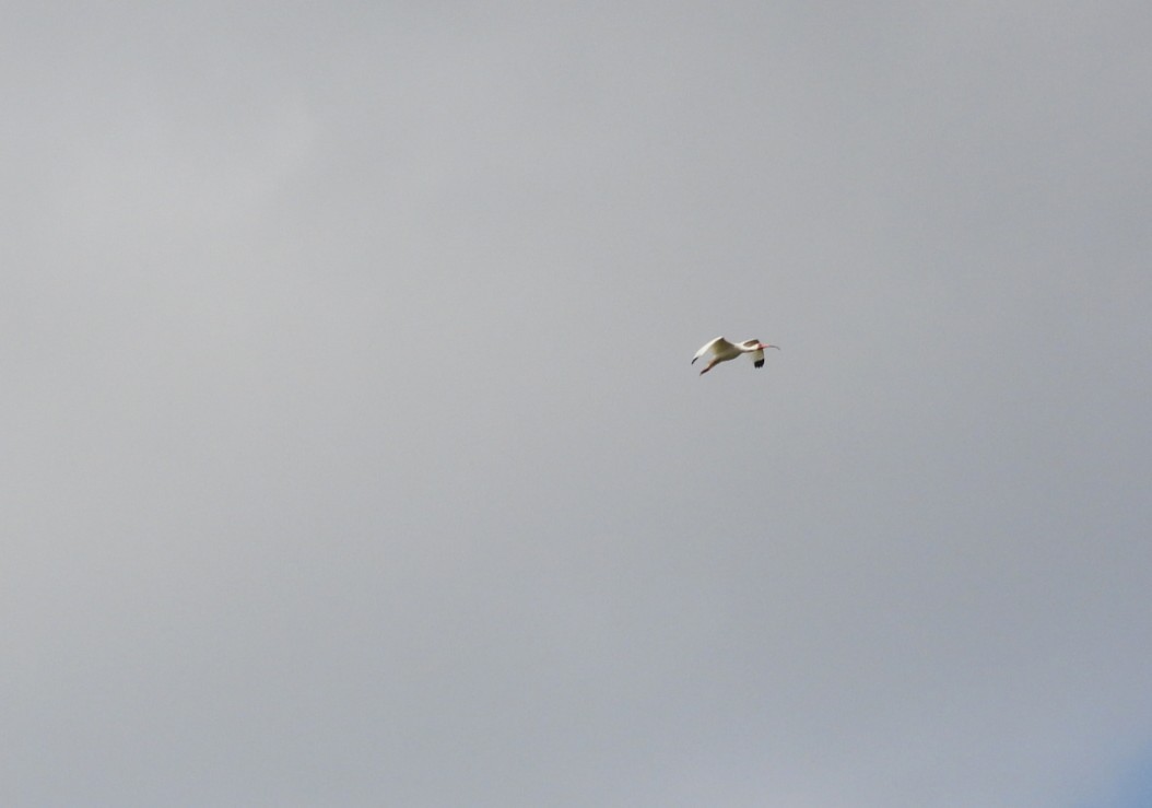 ibis bílý - ML634518388