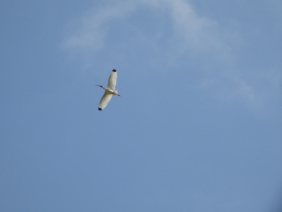 ibis bílý - ML634518389