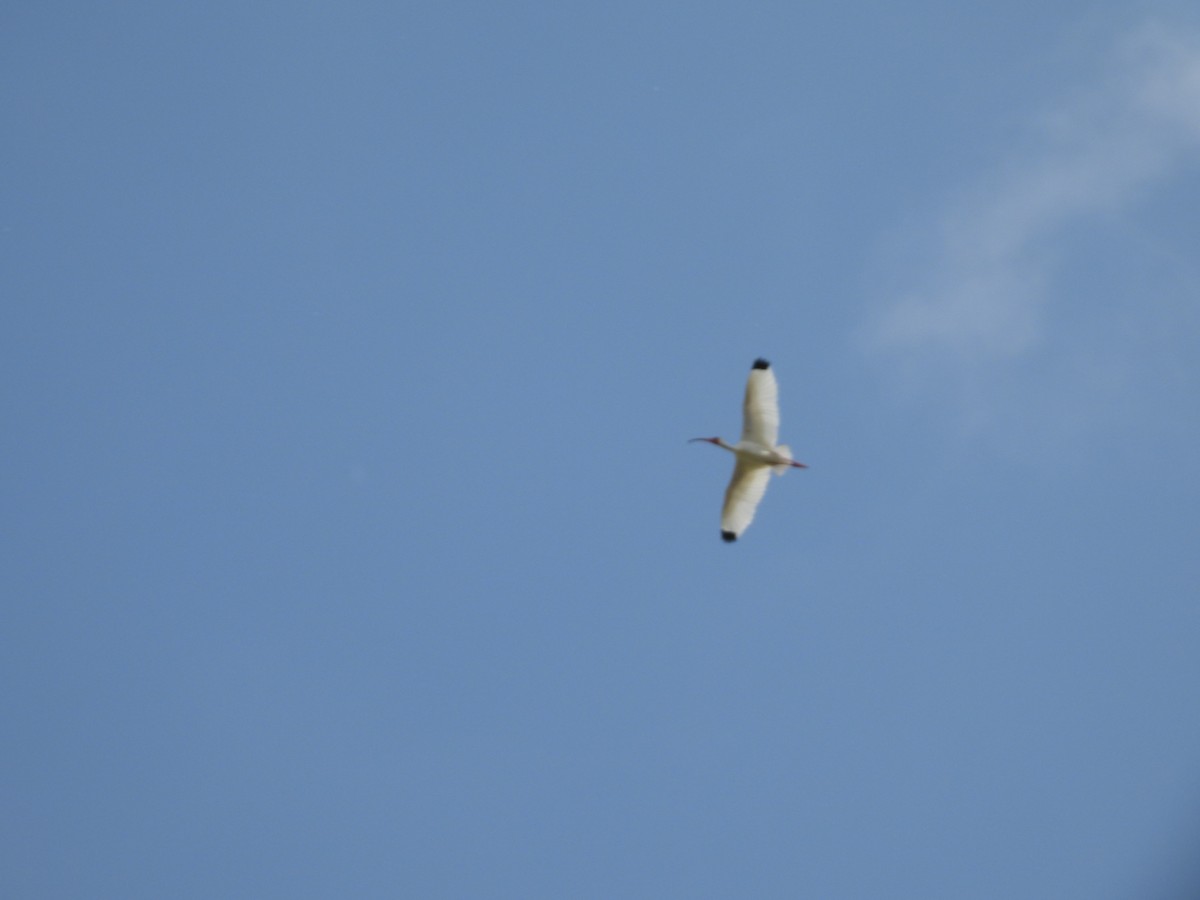 ibis bílý - ML634518390