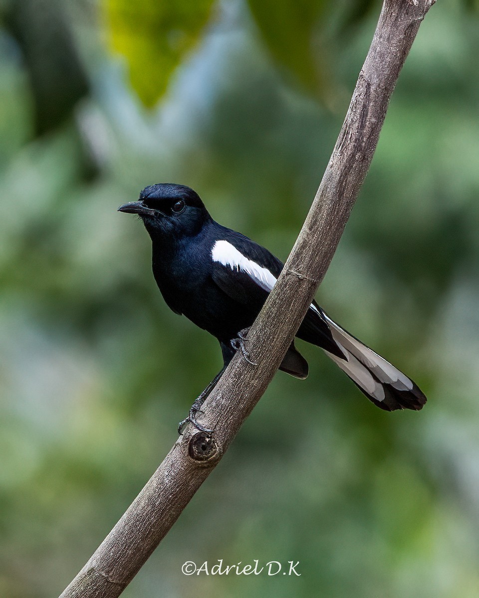 Oriental Magpie-Robin - ML634518393