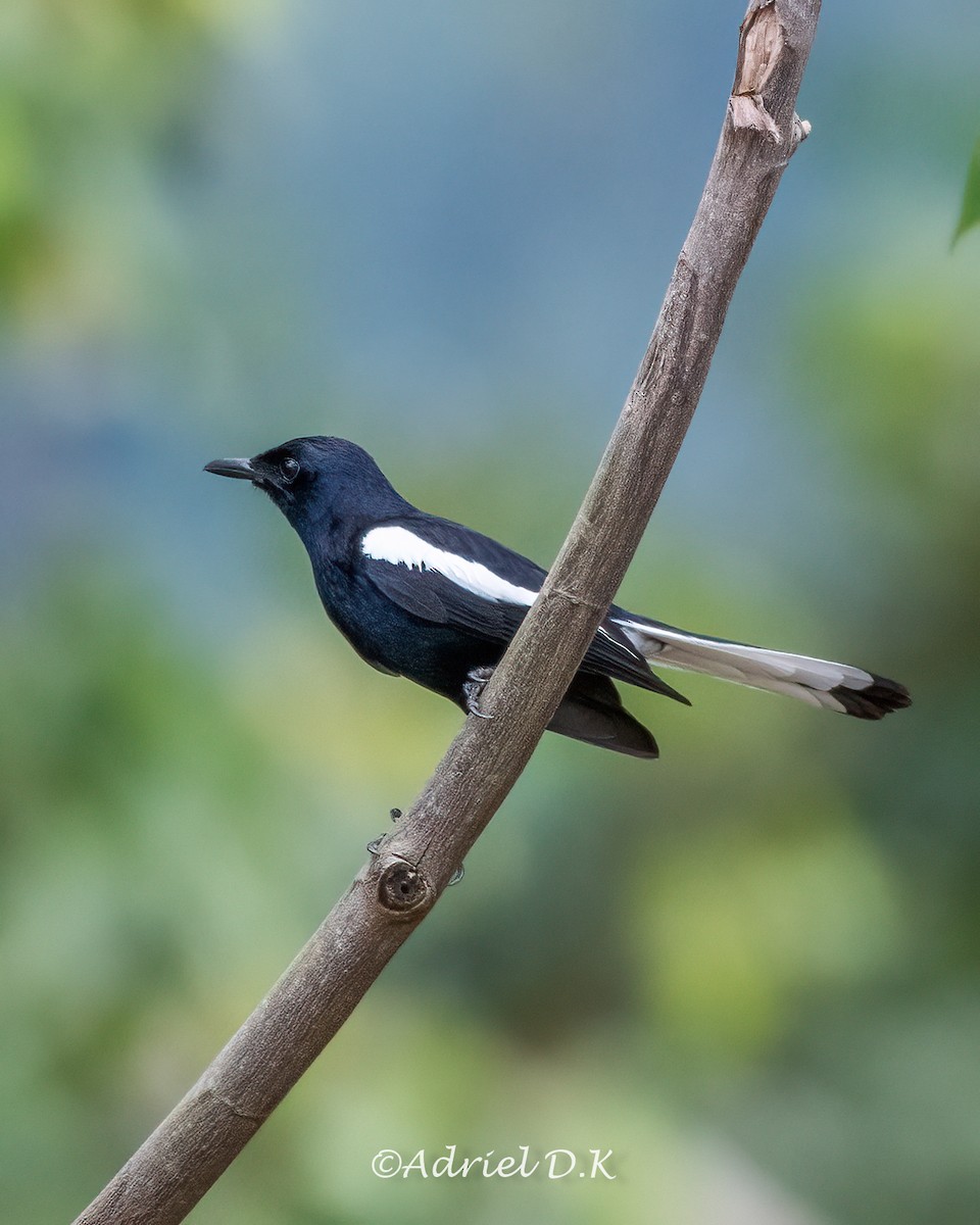 Oriental Magpie-Robin - ML634518394