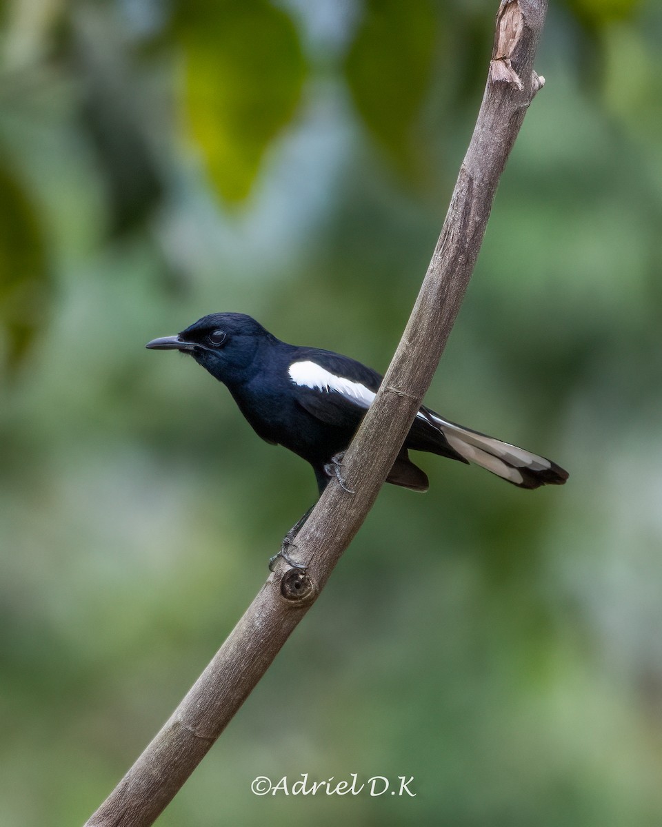 Oriental Magpie-Robin - ML634518395