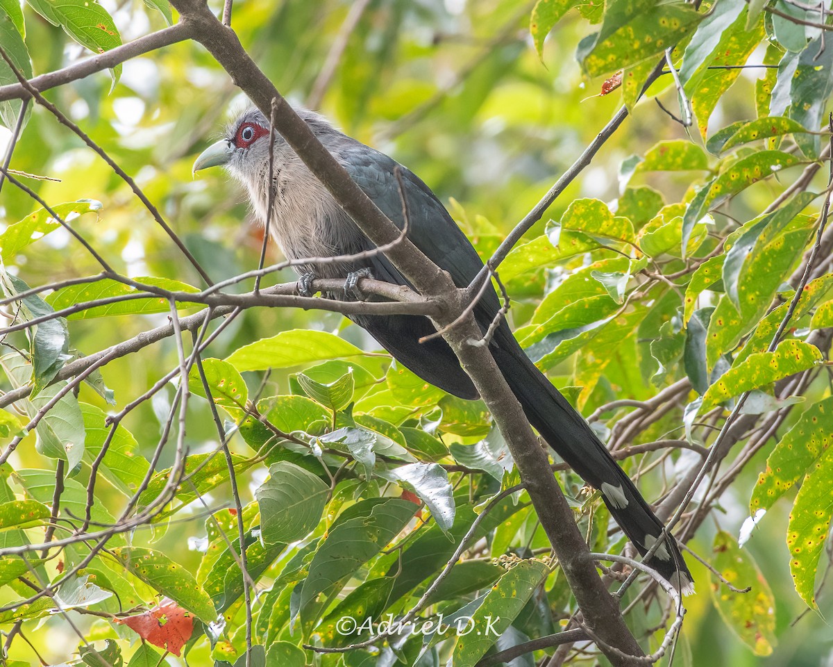 Black-bellied Malkoha - ML634518397