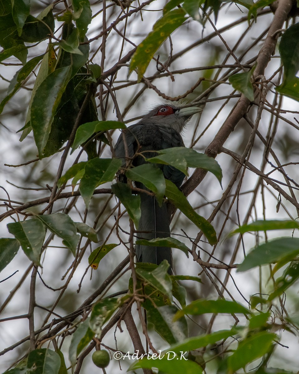 Black-bellied Malkoha - ML634518398