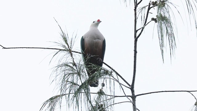 Red-knobbed Imperial-Pigeon - ML634518509