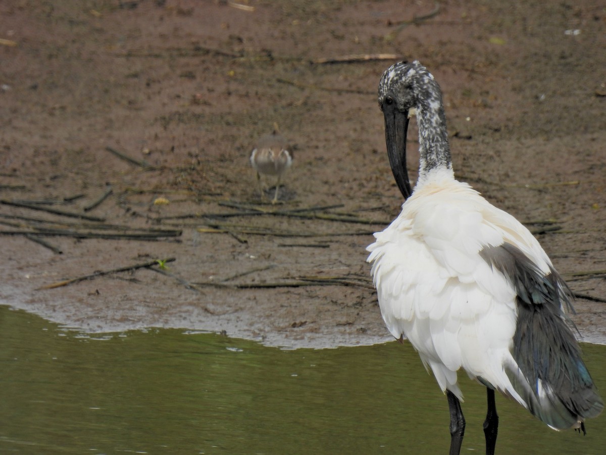 African Sacred Ibis - ML634518514