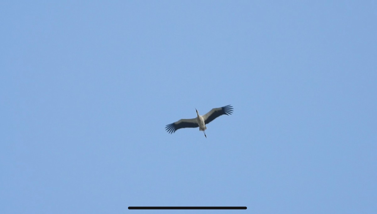 Oriental Stork - ML634518569