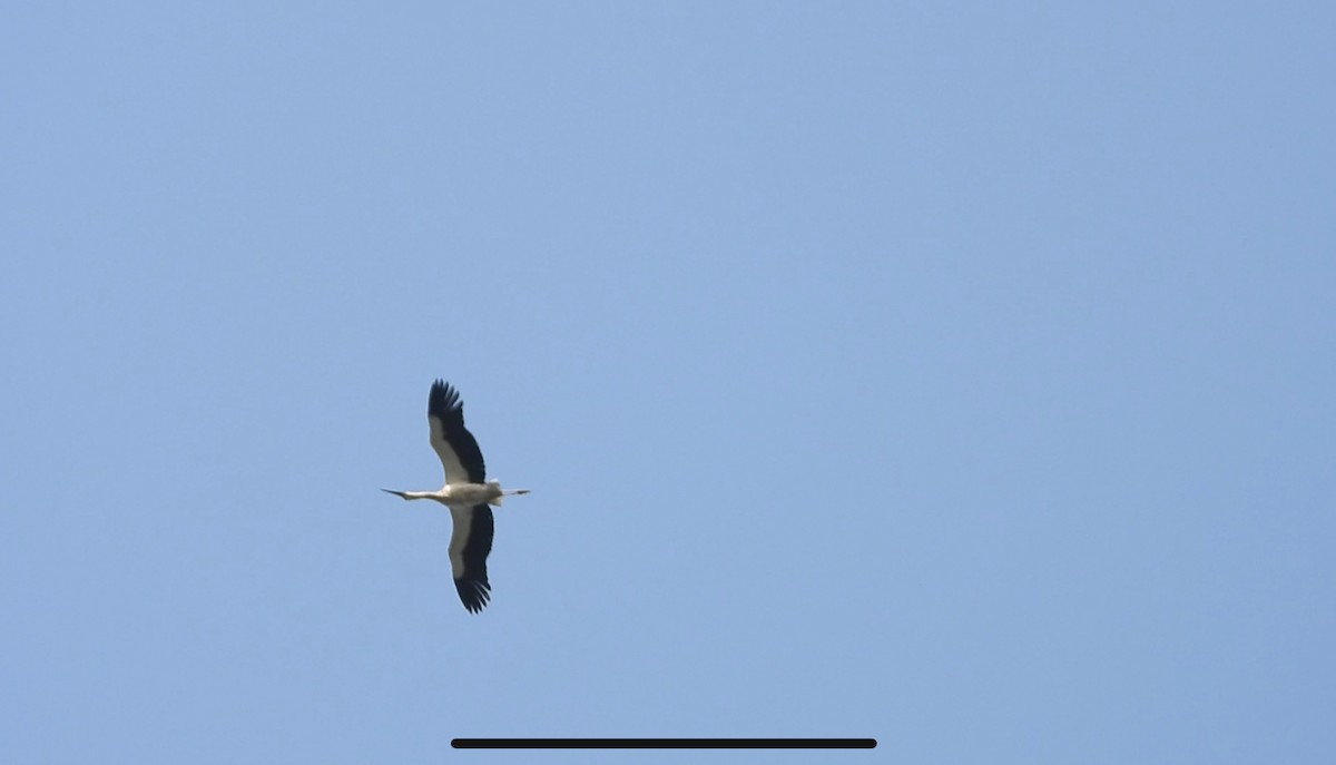 Oriental Stork - ML634518570
